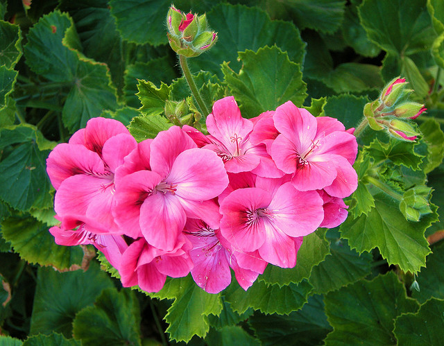 Geranium